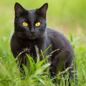 Brynnlee Voves's avatar