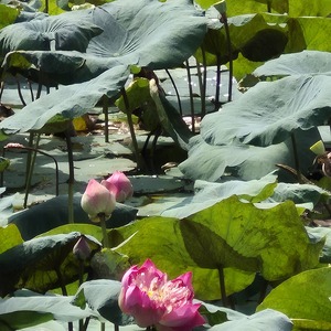 Annabelle Gagne's avatar