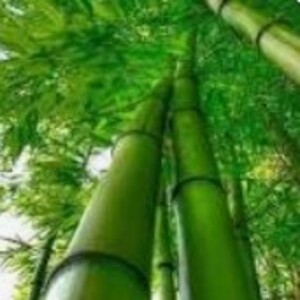 Neyleasha  Mclin's avatar