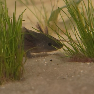 Lisa Massirio's avatar