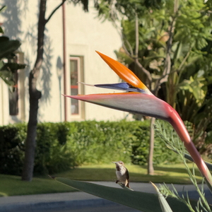 nathaniel adell's avatar