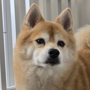 Belle Sinchai's avatar