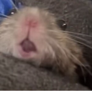 Robert Silva's avatar