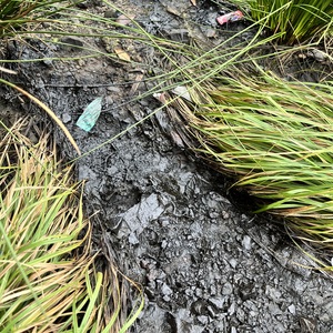 Gerrad McElroy's avatar