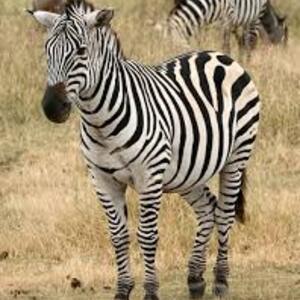 Izabelle Behrends's avatar