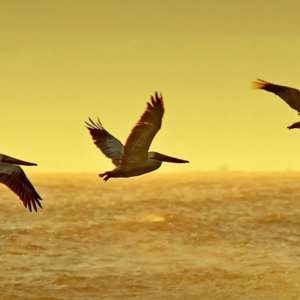 Isaiah Beals's avatar