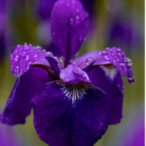 Stella Clampitt's avatar