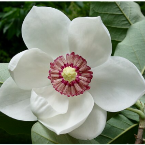 Manasa Singamsetty's avatar