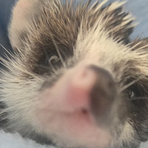 Elisabeth Davis's avatar