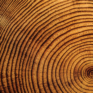 Taylor Tillmann's avatar