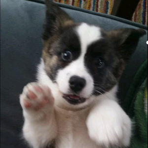 Susan Diskin's avatar