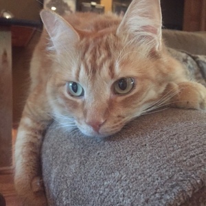 Ashley  Giese's avatar