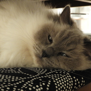 Amy Blencowe's avatar