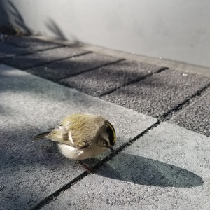 Josef Bielanski's avatar