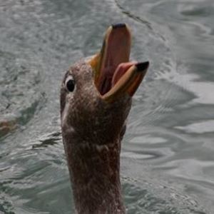 Josh Koenecke's avatar