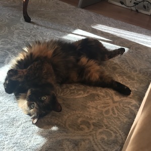 Cat Gerschwiler's avatar