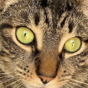 Nancy Shannon's avatar