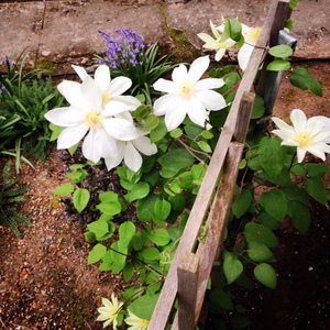 Cheryl Bell's avatar