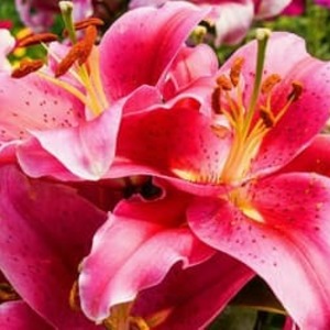 Lilia Fomai's avatar