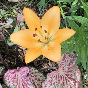Amy Cortez's avatar